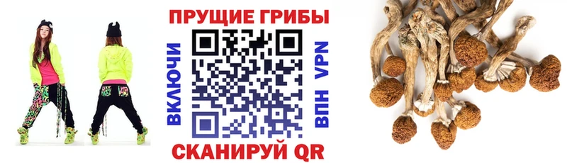 Псилоцибиновые грибы Psilocybe  Советская Гавань 